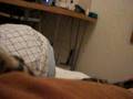 猫ずっこけ