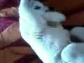 Kishu - Stroke me!