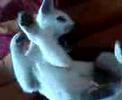 Kishu