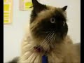 Winnie: True to 'lap cat' reputation