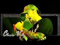 Chris Volz-Sometimes