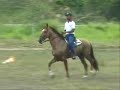 Neruda - Cavalo Campolina