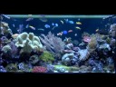 Coral Reef Tank 4 min feed. Okeanos Aquascaping Coral Reef Tank 4 min feed. Okeanos Aquascaping