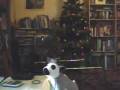 lenny the lemur - first video blog