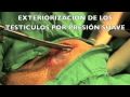 Castración preescrotal canino macho