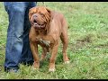 Nationale D'élevage Dogue de Bordeaux : PLERGUER 2008