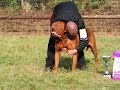 Nationale D'élevage Dogue de Bordeaux : PLERGUER 2008
