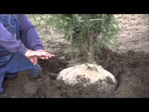 how to replant a xmas tree