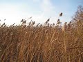 Among the bullrushes of Autumn on the shores of Lake Erie