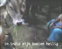 Supreya: mijn favoriete dier de koe