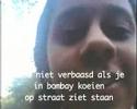 Supreya: mijn favoriete dier de koe