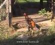 Gamefowl Crowing