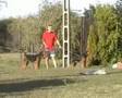 Airedale Terrier video