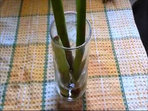 how to grow lemongrass