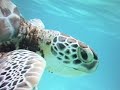 turtle turtle