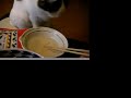 のら猫年越しそば　stray cat eating noodles
