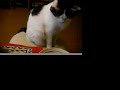 のら猫年越しそば　stray cat eating noodles