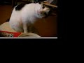 のら猫年越しそば　stray cat eating noodles