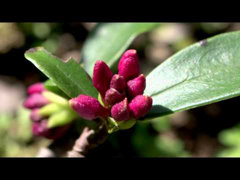 how to transplant daphne odora