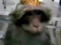 weizmann-institute-tortures-monkeys-cats-.html