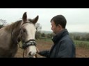 Lorcan breaks in his horse - Part 2 B