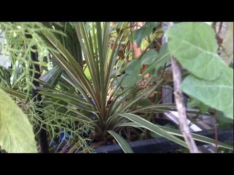 how to care for cordyline australis