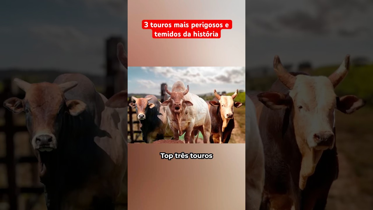 Os 3 Touros De Rodeio Mais Perigosos E Temidos Da História
