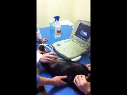 how to collect a urine sample from a dog