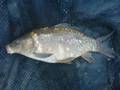 Steven Jones Carp Fishing Blaen Nant April - July 2007