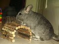 TAKING GOOD CARE OF YOUR CHINCHILLA (PART 1) TAKING GOOD CARE OF YOUR CHINCHILLA (PART 1)