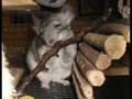 TAKING GOOD CARE OF YOUR CHINCHILLA (PART 1)