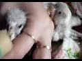 Andulky... krmení dravé zvěře.. více na http://www.rucnedokrmenipapousci.wbs.czKakadu cockatoo žako kongo Congo amazoňan amazona agapornis alexandr malý Alexander small velký the great čínský Chinese pink ara aratinga sun zlatý gold Barnard collar Eklektus Eclectus mníšek šedý Quaker Parrot blue Nandej Neoféma parrot papoušek Nestor kea korelka korela cockatiel korely andulka budgerigar andulky Budgerigars Pyrura Kakariki rosela Yellow Rosella Eastern lutino lutin Pennant Mutation