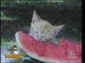 gatti scemi