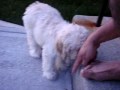 Mirelle dogs end me julho 123