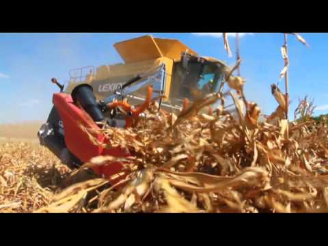 how to harvest down corn