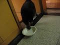 do khyi play water do khyi play water