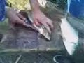 autopsia peces