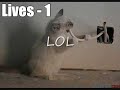 THE BEST LOLCATZ EVER! THE BEST LOLCATZ EVER!