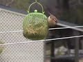 cats-watching-a-squirrel-eating-suet.html