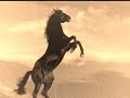 Duran Duran - Palomino