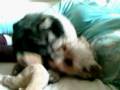 peluche.avi
