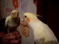 Zequinha Calopsita assoviando no espelho