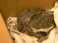 FOUND BABY PIGEON!!