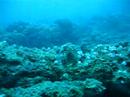 Spot the cuttlefish! Spot the cuttlefish!