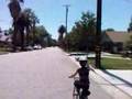 Shade Trees to be or not to be!
