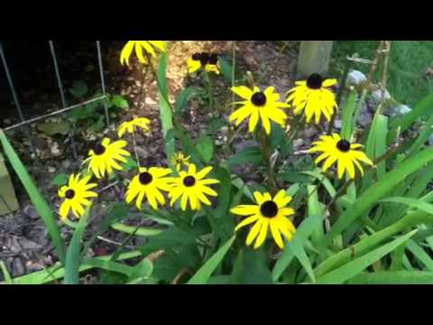 how to fertilize black eyed susans