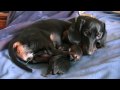 Dachshund - 4th Puppy Birth