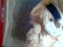 The Idiotor, on Vlog Wars??