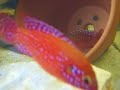 encore mes hemichromis