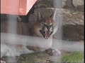 International Exotic Feline Sanctuary